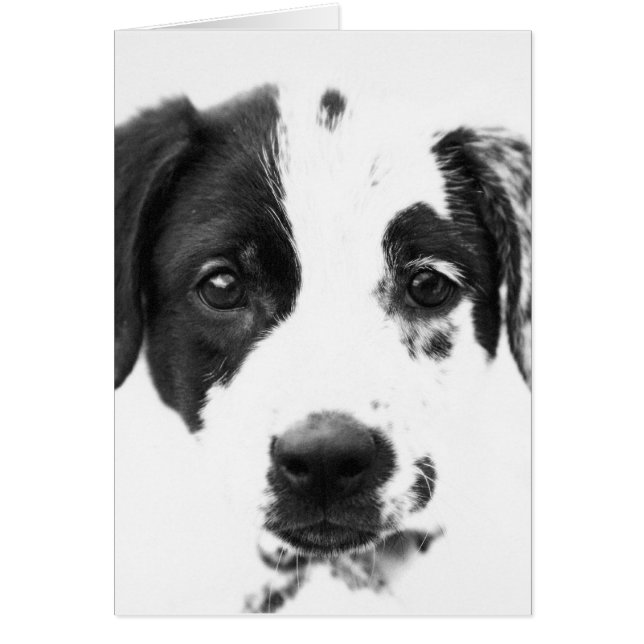 Puppy (Voorkant)