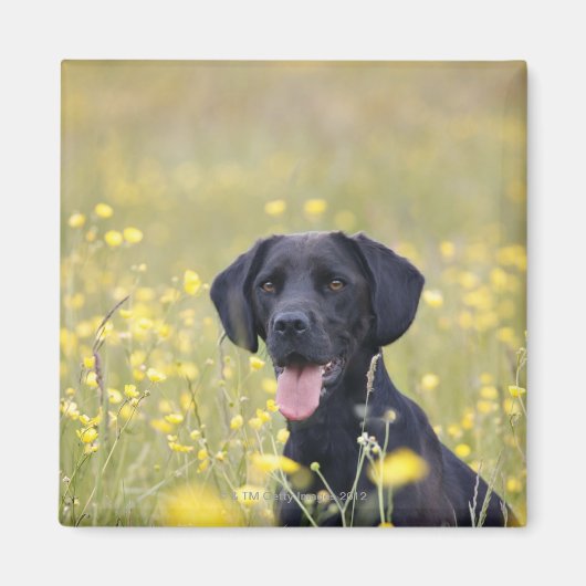 Puppy 16 maanden 2 magneet (Voorkant)