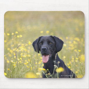 Puppy 16 maanden 2 muismat