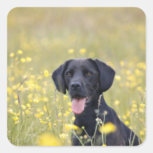 Puppy 16 maanden 2 vierkante sticker (Voorkant)