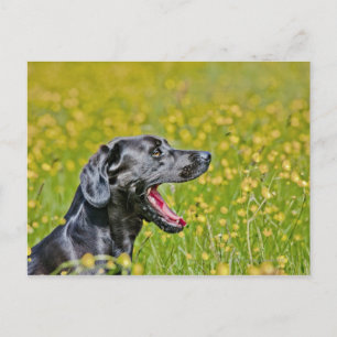 Puppy 16 maanden briefkaart