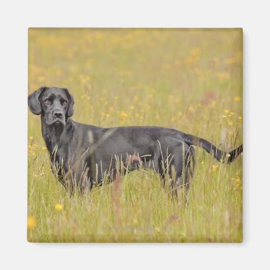 Puppy 16 maanden magneet (Voorkant)