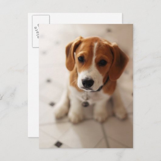 Puppy 2 van de brak briefkaart (Voorkant / Achterkant)