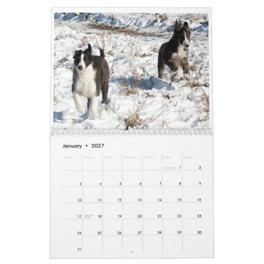 puppy 2 van de Silken Windhounds 2 Kalender (Jan 2027)