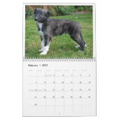 puppy 2 van de Silken Windhounds 2 Kalender (Feb 2027)