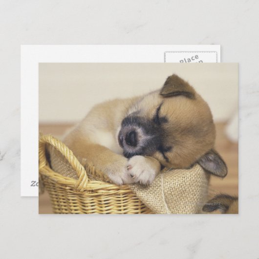 Puppy 3 briefkaart (Voorkant / Achterkant)