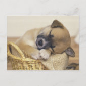 Puppy 3 briefkaart (Voorkant)