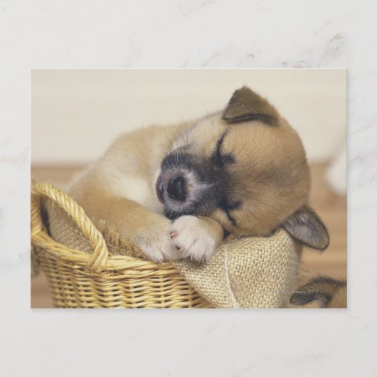 Puppy 3 briefkaart (Voorkant)