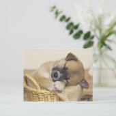 Puppy 3 briefkaart (Staand voorkant)