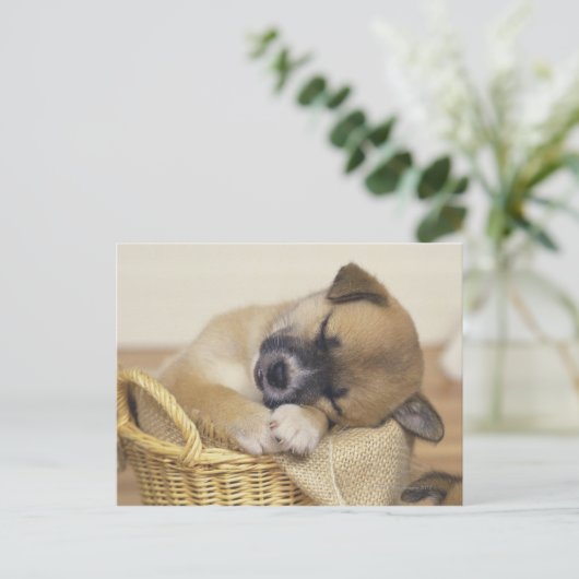 Puppy 3 briefkaart (Staand voorkant)