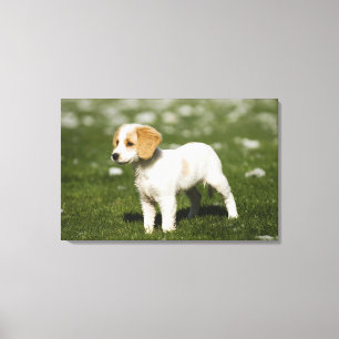 Puppy 3 canvas afdruk