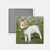 Puppy 3 magneet (Voorkant / Achterkant)