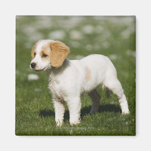 Puppy 3 magneet (Voorkant)