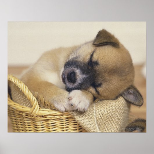 Puppy 3 poster (Voorkant)