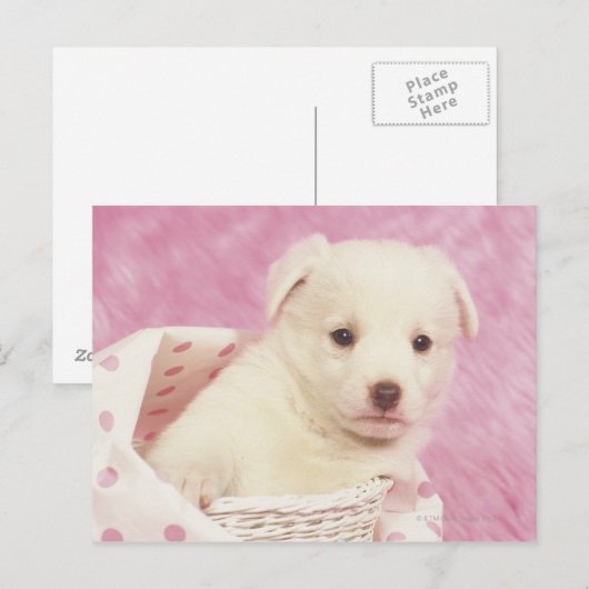 Puppy 5 briefkaart (Voorkant / Achterkant)