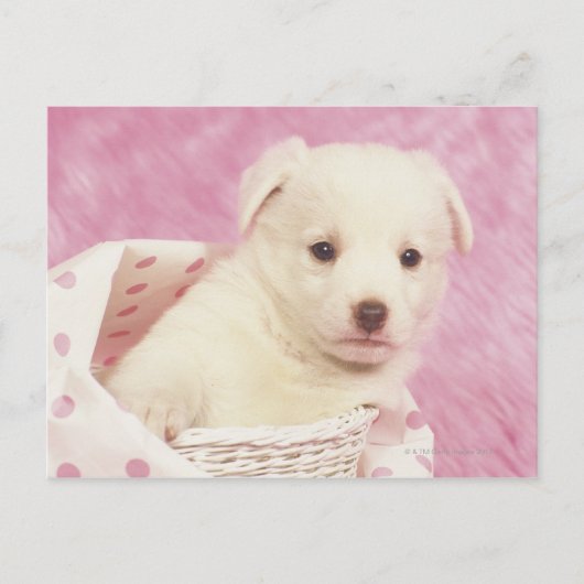 Puppy 5 briefkaart (Voorkant)