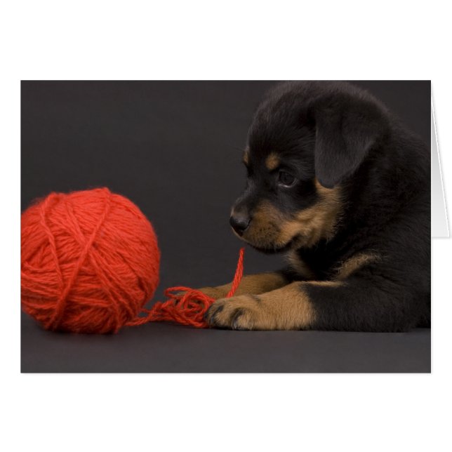 Puppy 6 (Voorkant Horizontaal)