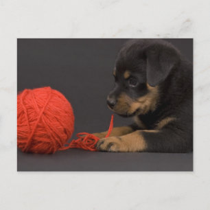 Puppy 6 briefkaart