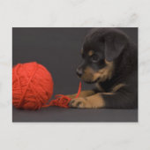 Puppy 6 briefkaart (Voorkant)