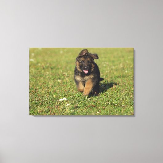Puppy actief canvas afdruk (Voorkant)
