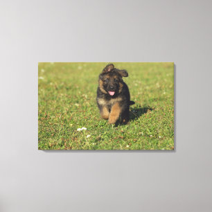 Puppy actief canvas afdruk