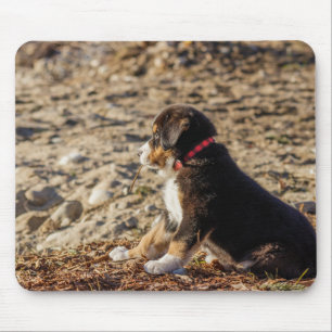 Puppy, Berner Sennenhond, Strand Muismat