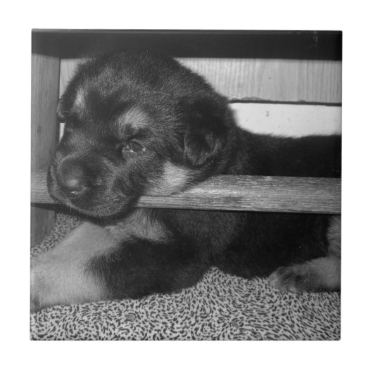 Puppy Black&White Tegeltje (Voorkant)