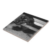 Puppy Black&White Tegeltje (Zijkant)