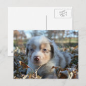Puppy Briefkaart (Voorkant / Achterkant)