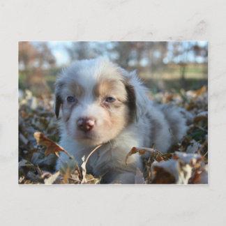 Puppy Briefkaart