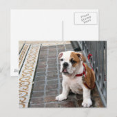 puppy briefkaart (Voorkant / Achterkant)
