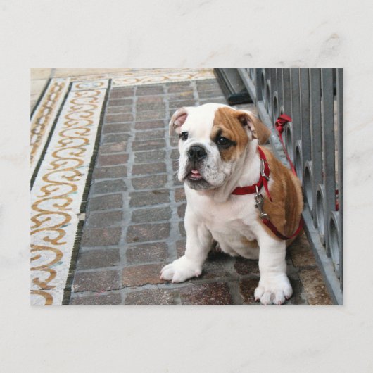 puppy briefkaart (Voorkant)