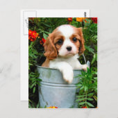 Puppy Briefkaart (Voorkant / Achterkant)