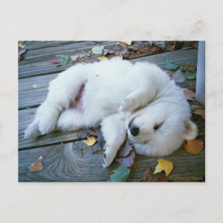puppy briefkaart