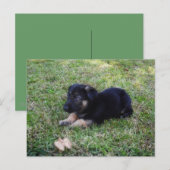 Puppy Briefkaart (Voorkant / Achterkant)
