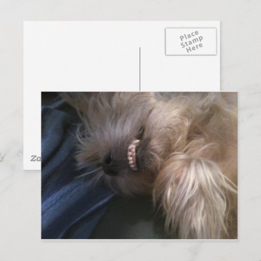 puppy briefkaart (Voorkant / Achterkant)