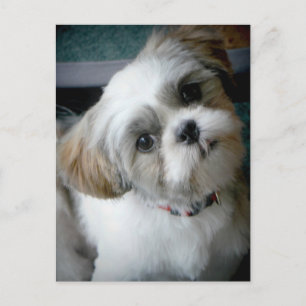 Puppy Buddie Briefkaart