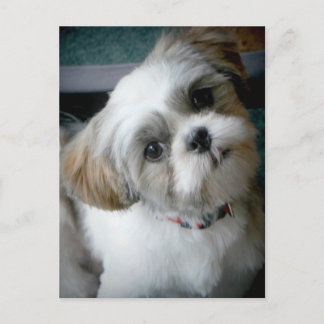 Puppy Buddie Briefkaart