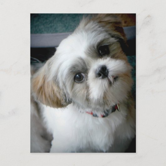 Puppy Buddie Briefkaart (Voorkant)