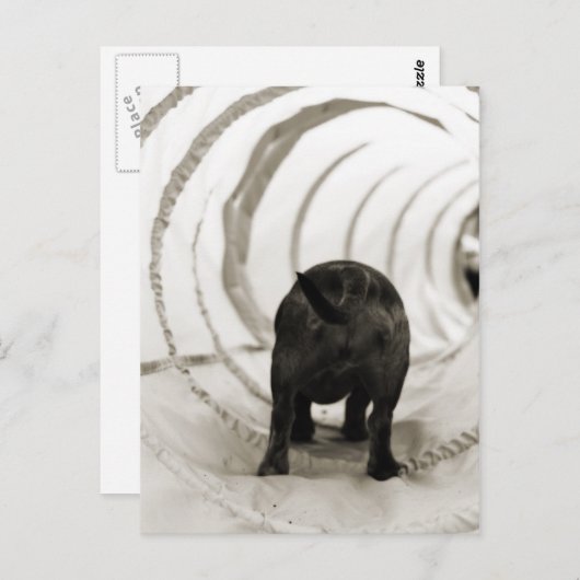 Puppy Butt Briefkaart (Voorkant / Achterkant)