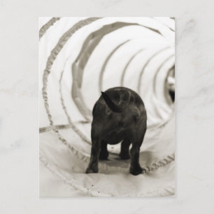 Puppy Butt Briefkaart