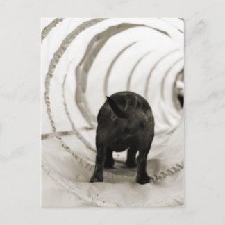 Puppy Butt Briefkaart