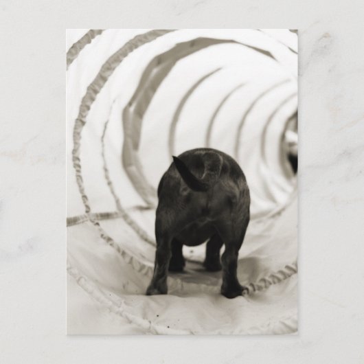 Puppy Butt Briefkaart (Voorkant)