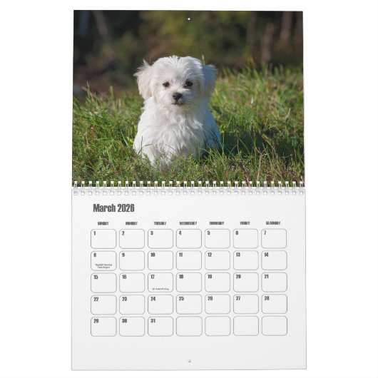 Puppy Calendar Kalender (Mar 2026)