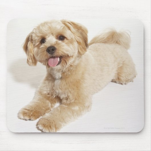 Puppy (Canis familiaris) 2 Muismat (Voorkant)