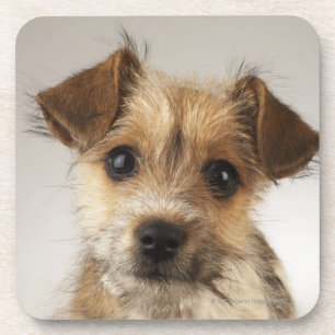 Puppy (Canis familiaris) Bier Onderzetter