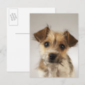 Puppy (Canis familiaris) Briefkaart (Voorkant / Achterkant)
