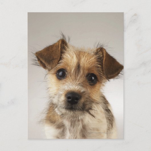 Puppy (Canis familiaris) Briefkaart (Voorkant)