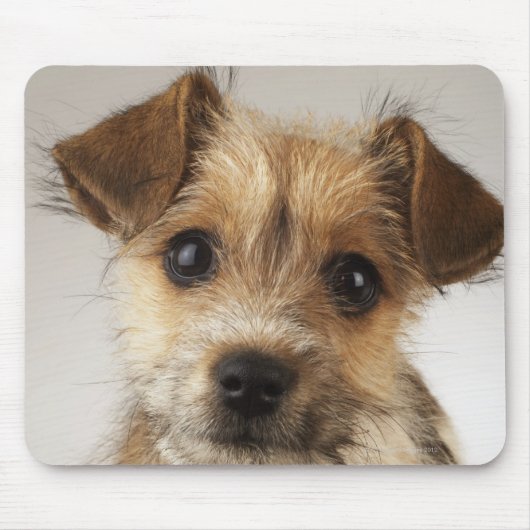 Puppy (Canis familiaris) Muismat (Voorkant)