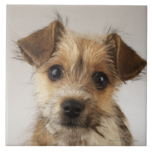 Puppy (Canis familiaris) Tegeltje